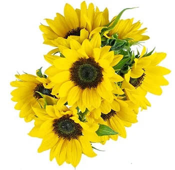 Charming mini sunflowers radiate warmth; available at wholesale prices, ideal for creating delightful bouquets, vibrant centerpieces, and cheerful decorations.
