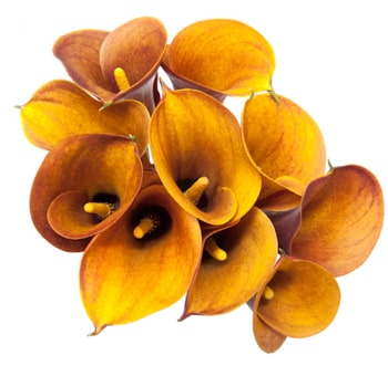 Mango Calla Lily