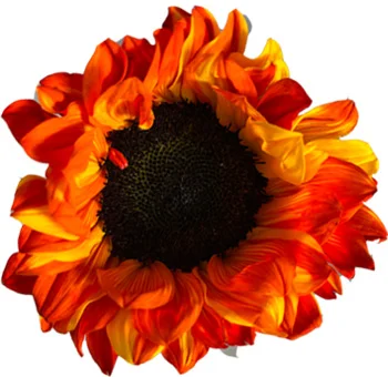 Bright red-tinted sunflower with a dark brown center and glossy, vivid red petals, ideal for creating eye-catching floral displays.