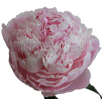 Light Pink Peonies