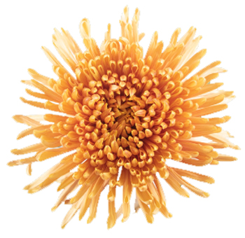 Peach Mum