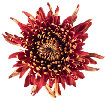 Bronze Spider Mum