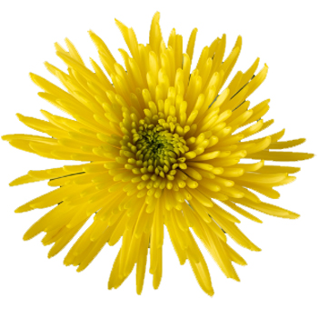Yellow Spider Mums