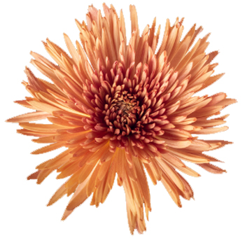 Salmon Mums
