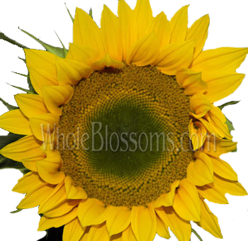 Vibrant yellow sunflowers with green centers in a rustic vase, perfect for adding cheer to weddings and seasonal events.