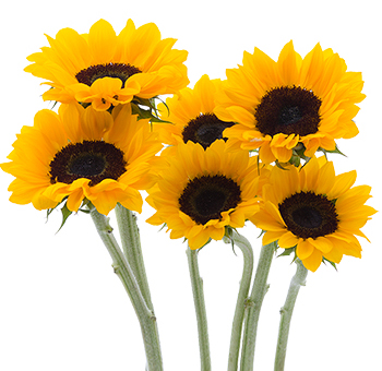 Petite Sunflower
