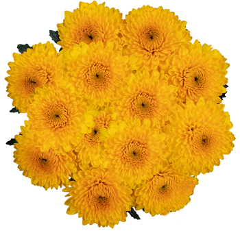 Cremon Mum Disbud Ball Yellow Flower.