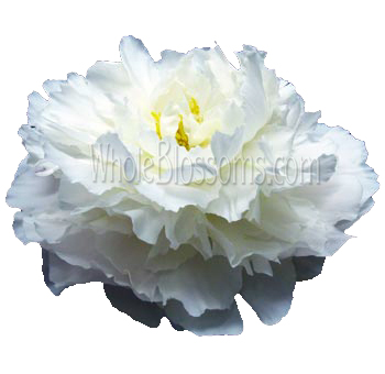 Peonies White