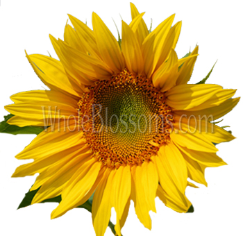 Vibrant yellow mini sunflowers with eye-catching green centers, perfect for adding a cheerful and fresh touch to weddings, parties, and festive events.