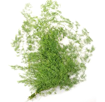 Fern