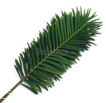 Green Coontie fern leaf with long, narrow, pointed fronds, ideal for adding tropical flair and texture to floral arrangements and greenery displays.