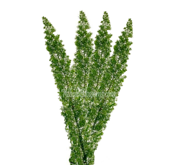 Natural green Foxtail adds texture and height to wedding flowers, event centerpieces, and bulk floral arrangements with airy charm.