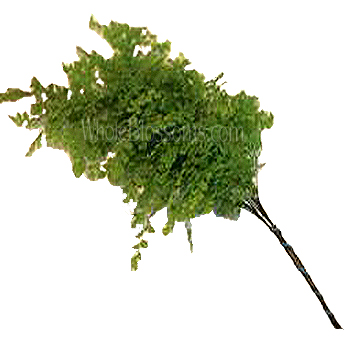 Fresh Maidenhair Fern greenery with soft, cascading fronds, ideal for bouquets, centerpieces, and floral arrangements, displayed on a clean white background.