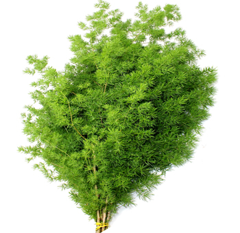 Fern