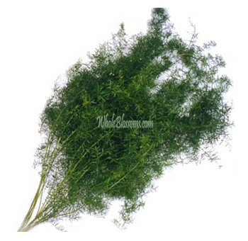 Bunch of Sprengeri fern, showcasing light, feathery green leaves on slender stems, commonly used in floral arrangements for added texture and volume.