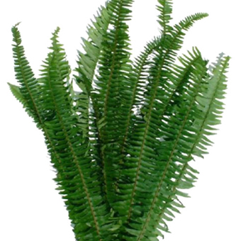 Fern