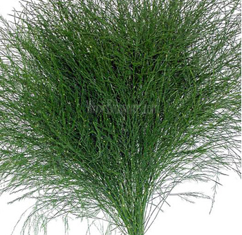 Bunch of tree fern with delicate, feathery green foliage, often used in bouquets and centerpieces to create a lush, airy look.