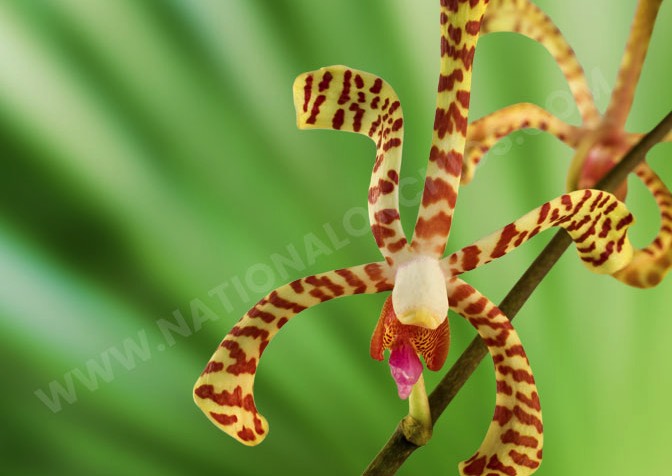 Arachnis Orchids Maggi Oei Yellow Bicolor