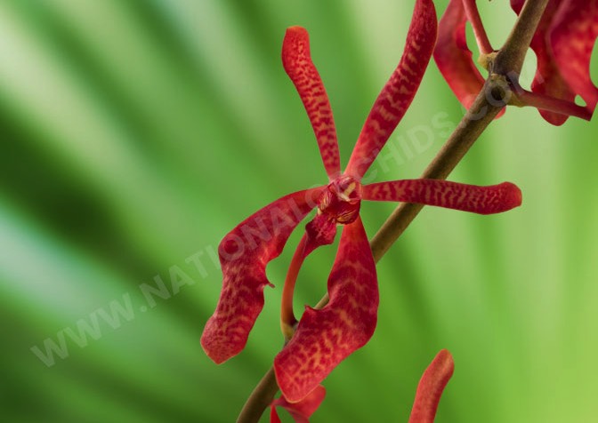 Aranthera Orchids James Storei Red