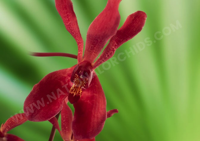Renanstylis Orchids Azima Red