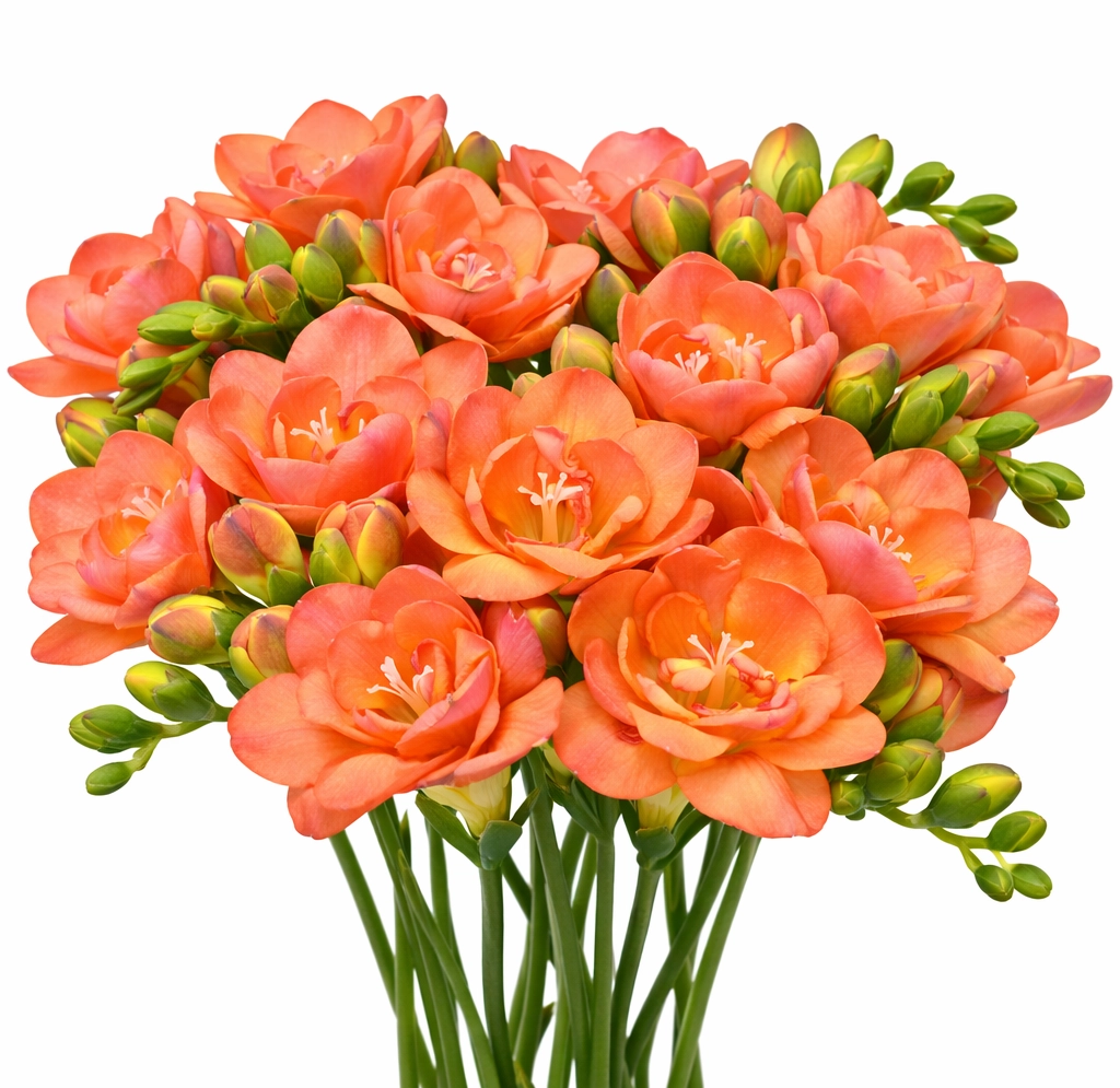 Bulk coral freesia (salmon-apricot tones) wholesale stems for weddings and event floral arrangements.