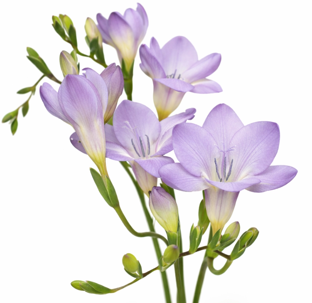 Lavender freesia fresh cut flowers sold in bulk at wholesale prices, perfect for weddings, centerpieces, and elegant event décor.