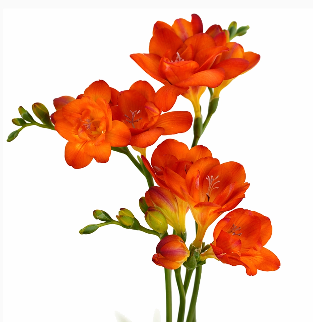 Fresh orange freesia flowers in bulk at wholesale prices, perfect for weddings, events, and professional floral arrangements.