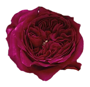 David Austin Darcey Garden Rose with deep crimson petals and ruffled blooms, perfect for weddings, romantic occasions, and luxurious floral arrangements.