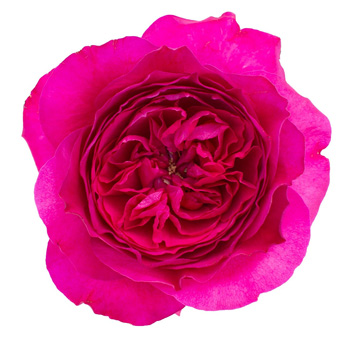 David Austin Beatrice Peach Garden Rose with soft ruffled petals, ideal for weddings, romantic events, and luxurious floral arrangements.