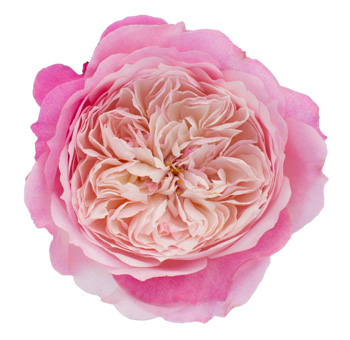 David Austin Constance Pink Garden Rose with soft pink ruffled petals, perfect for weddings, events, and romantic floral arrangements.