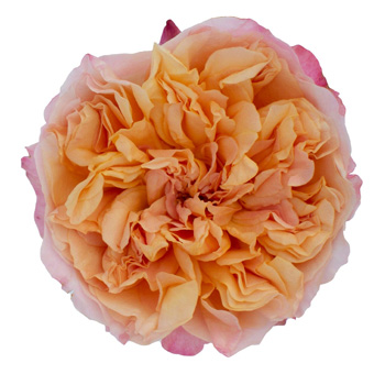 David Austin Edith Peach Garden Rose with ruffled petals and warm peach tones, perfect for weddings, anniversaries, and elegant floral arrangements.