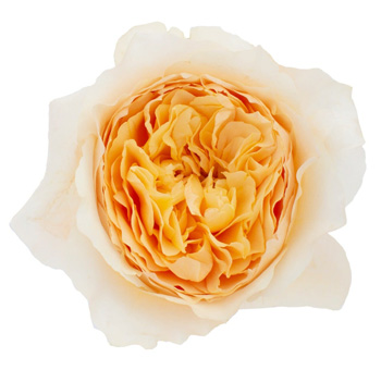 David Austin Effie Peach Garden Rose with soft cream and peach petals, perfect for weddings, anniversaries, and elegant floral arrangements.