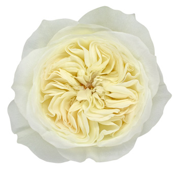 David Austin Leonora Cream Garden Rose with creamy white petals and lush rosette bloom, ideal for weddings and elegant floral arrangements.