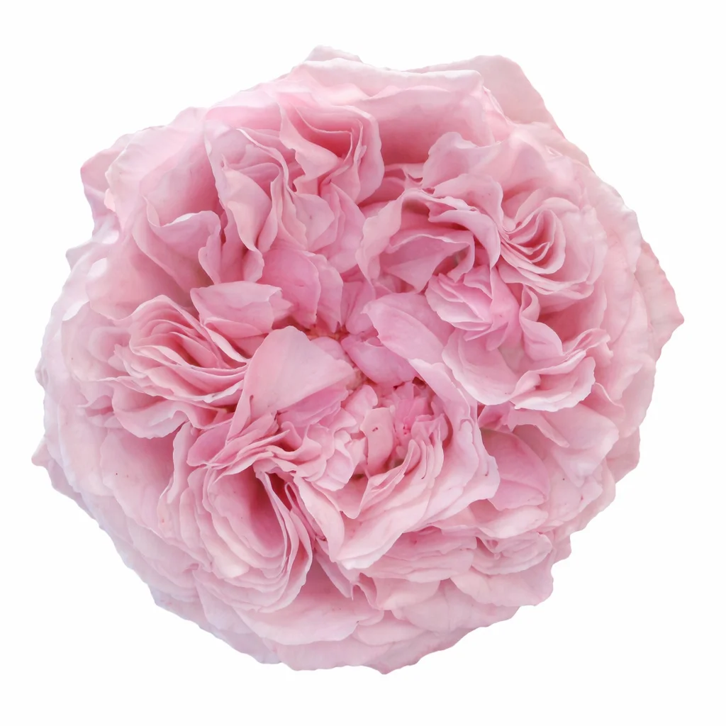 David Austin Miranda Pink Garden Rose in soft blush tones with lush, layered petals, ideal for creating romantic and luxurious wedding bouquets and arrangements.