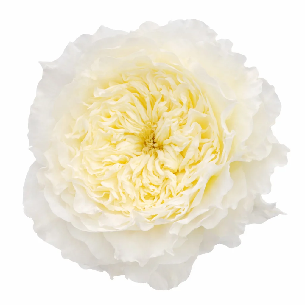 David Austin Patience White Garden Rose with creamy white petals and intricate layers, ideal for weddings, anniversaries, and sophisticated floral designs.