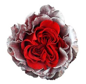 Dyed Roses - Frozen Heart with red petals and frosted silver edges, perfect for winter weddings, Valentine’s Day, and elegant holiday arrangements.