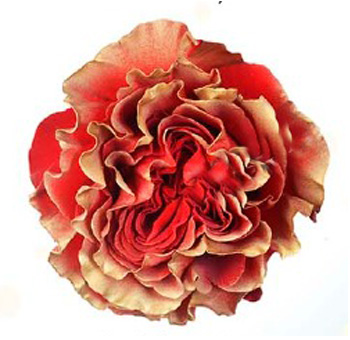 Dyed Roses - Golden Heart with red petals and golden edges, perfect for autumn weddings, golden anniversaries, and luxurious floral designs.