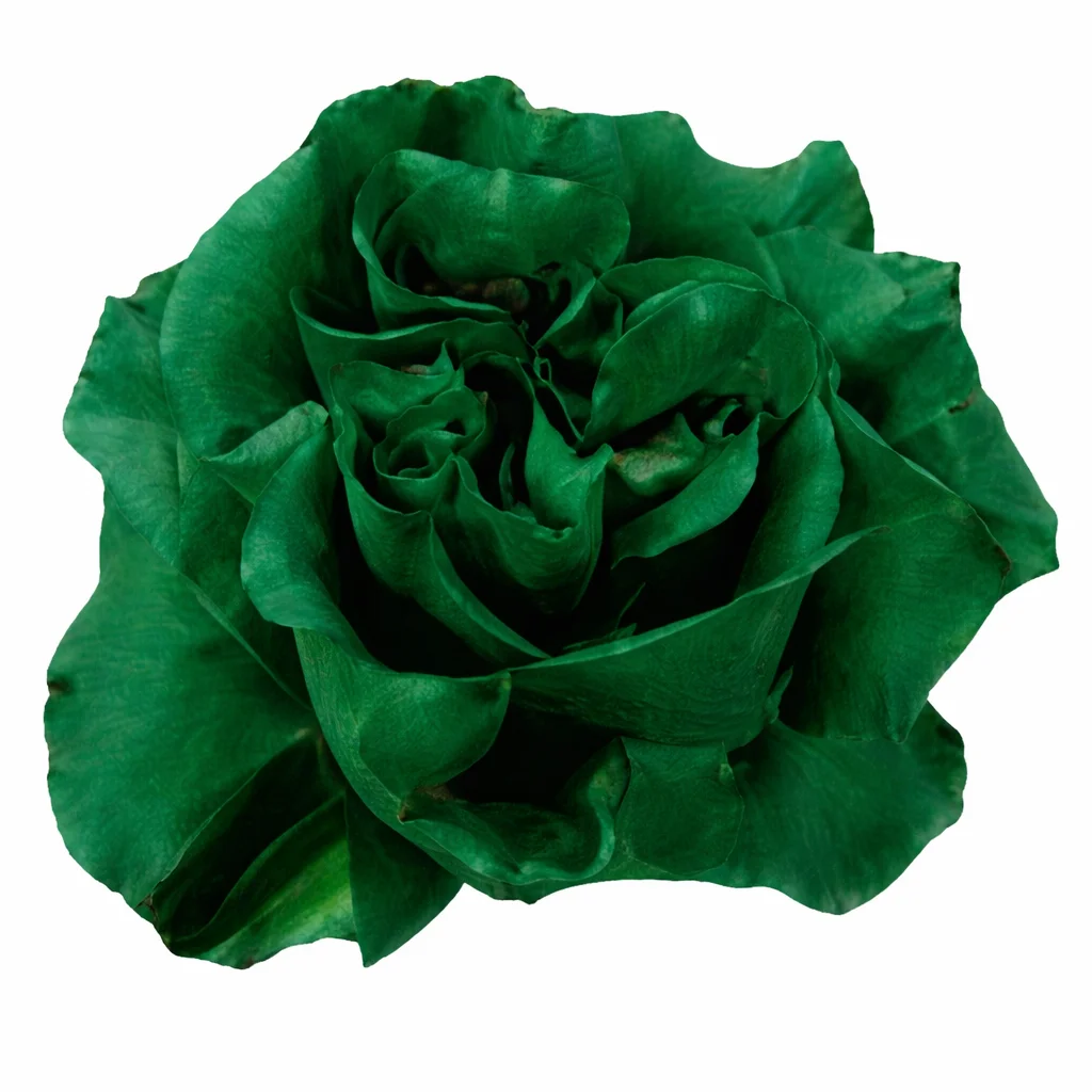 Dark Green Rose - Xmas Bulb with deep green petals, ideal for Christmas décor, winter weddings, and festive floral arrangements.