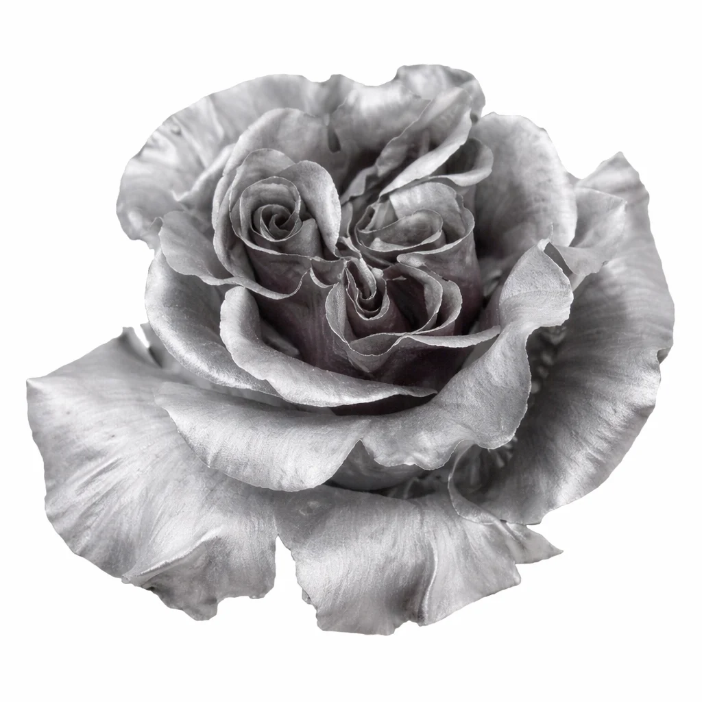 Metallic silver dyed rose bloom ideal for wedding bouquets, luxury centerpieces and modern event floral arrangements.