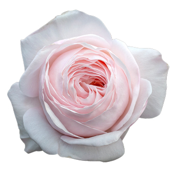 David Austin Charity Light Pink Garden Rose with soft pastel petals and cupped blooms, perfect for weddings, bridal bouquets, and romantic floral arrangements.