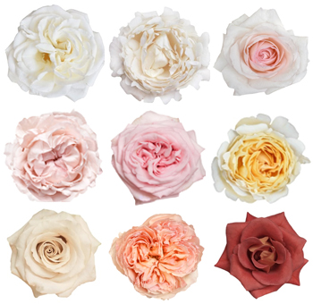Garden Roses 36 Pack - Pastel Earth Tones Collection with soft white, blush, and yellow roses, ideal for weddings, romantic events, and timeless floral designs.
