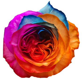Autumn Mayra Garden Rose with vibrant, multicolored petals in shades of blue, orange, and red, perfect for weddings, events, and unique floral designs.