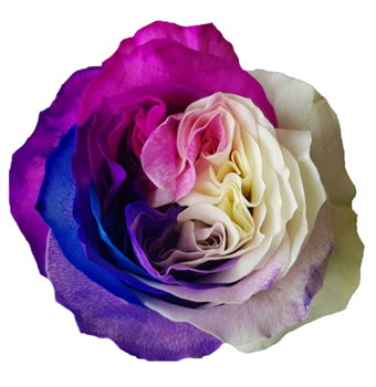 Close-up of Mother Mayra Garden Rose in full bloom, showcasing multicolored petals with shades of violet, pink, and white.