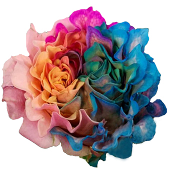 Close-up of QI XI Mayra Garden Rose showing vivid, ruffled petals in rainbow tones of blue, pink, orange, and violet with a soft texture.