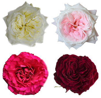 Garden Roses 36 Pack - Mayra's Collection with white, pink, magenta, and crimson roses, ideal for weddings, anniversaries, and elegant floral arrangements.