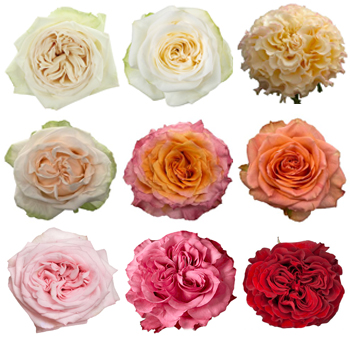 Garden Roses 96–100 Pack By Color - Vintage Collection in cream, blush, coral, and red hues, perfect for weddings and vintage-inspired floral designs.