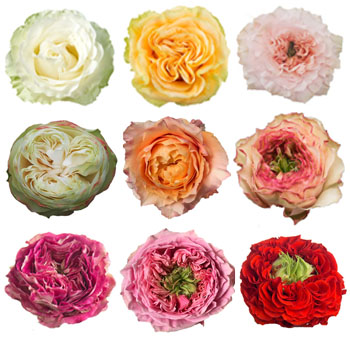Garden Roses 36 Pack - Whimsical Collection with vibrant white, pink, yellow, and red blooms, perfect for weddings, parties, and creative floral arrangements.