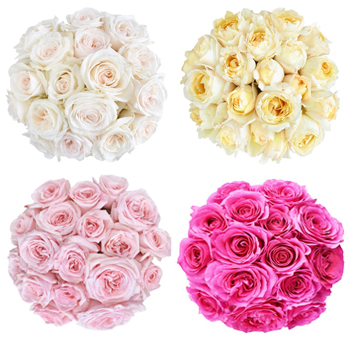 Assorted Growers Choice Garden Roses in white, cream, pink, and vibrant fuchsia, perfect for weddings, events, and floral arrangements.