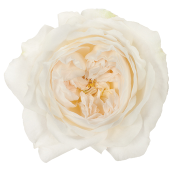 David Austin Purity White Garden Rose with soft white petals and ruffled layers, ideal for weddings, anniversaries, and timeless floral arrangements.