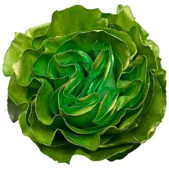Green Rose Tinted - Folding with vibrant green folded petals, perfect for eco-chic events, modern weddings, and nature-inspired floral arrangements.